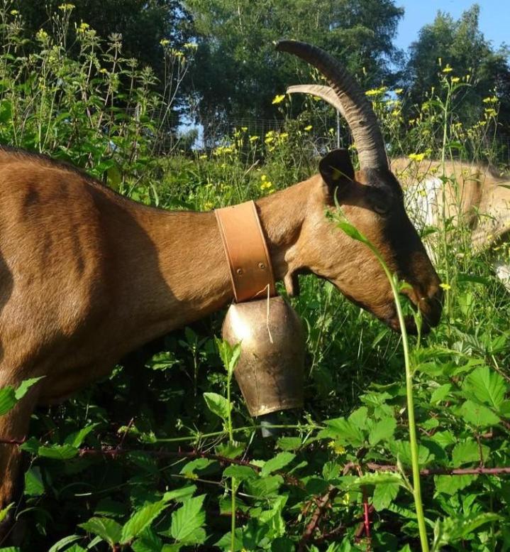 Vente de matériel de tonte animaux Castagnac