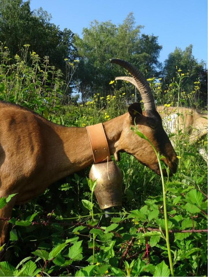 Vente de matériel de tonte animaux Castagnac