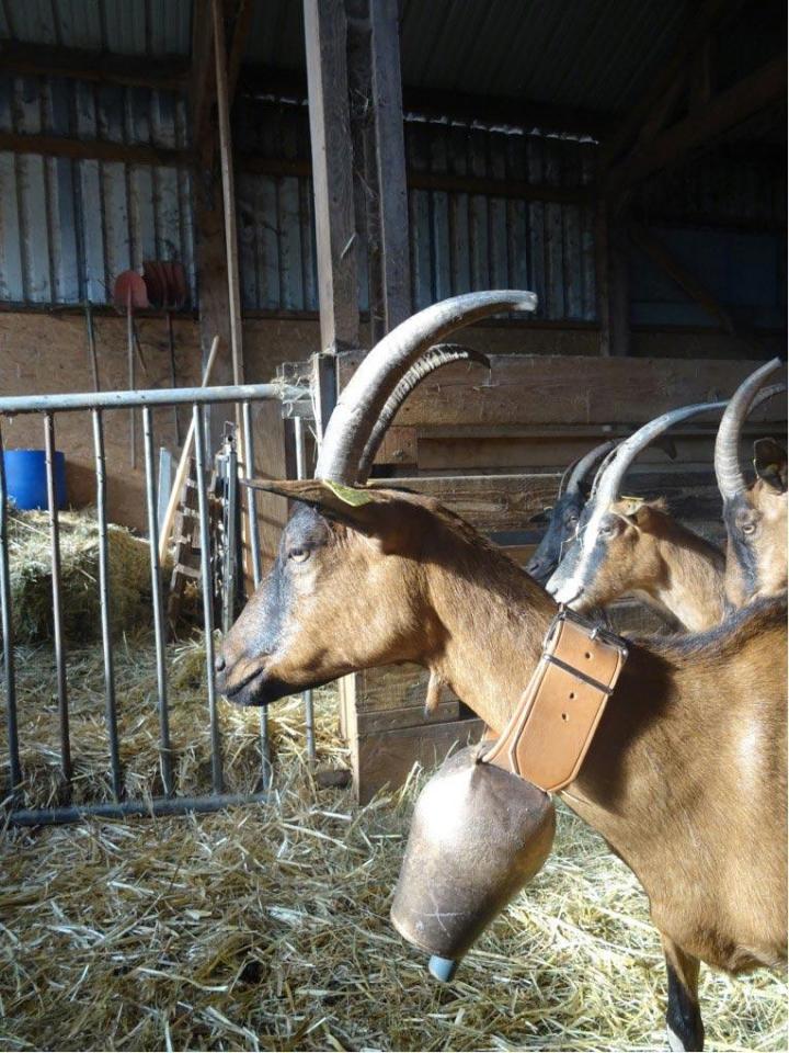 Vente de cloches pour chèvres Castagnac