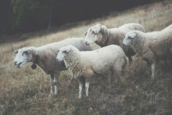Vente de cloche moutons Castagnac