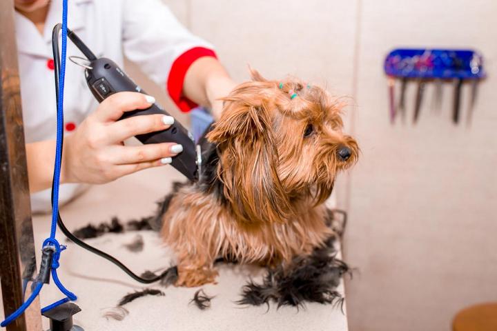 Vente de matériel de tonte animaux Castagnac